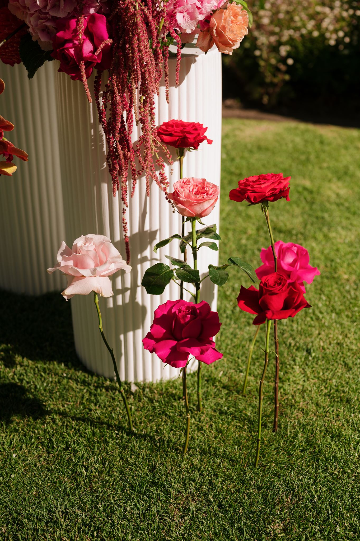 Roses directly in ground for garden ceremony at Colourful Wedding Styling at Goldings Winery Adelaide